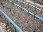 [oh grasa 18-20 040209.JPG]